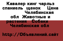 Кавалер кинг чарльз спаниель (щенок) › Цена ­ 60 000 - Челябинская обл. Животные и растения » Собаки   . Челябинская обл.